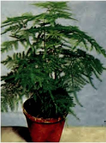 ASPARAGO PLUMOSO GR.50