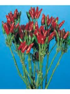 PEPERONCINO DATTERO sel. VESUVIO ROSSO NR.1000 SEMI