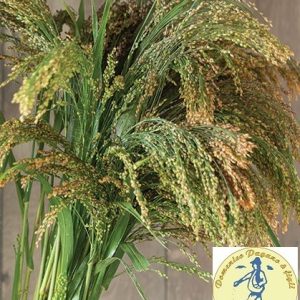 264000 PANICUM VIOLACEUM SPIGHE VIOLETTO