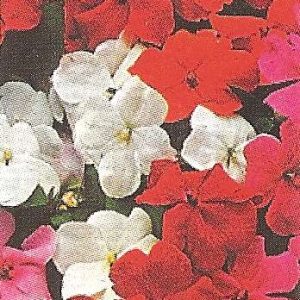 IMPATIENS NANO BABY MISCUGLIO GR.5