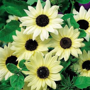 GIRASOLE VANILLA ICE NR.100 SEMI
