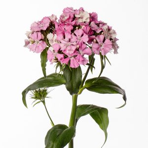 GAROFANO BARBIENNE ROSA E BIANCO NR.1000 SEMI (DIANTHUS)