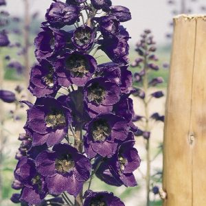 DELPHINIUM GIGANTE PACIFIC VIOLETTO NR.1000