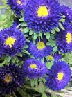 ASTER SUPER PRINCIPESSA BLU NR.300 SEMI