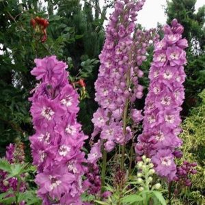 DELPHINIUM GIGANTE PACIFIC ROSA LILLA NR.1000