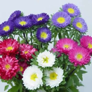 ASTER SOL LEVANTE MISCUGLIO GR.10