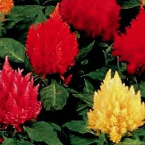 CELOSIA PLUMOSA NANA KIMONO MISCUGLIO GR.5