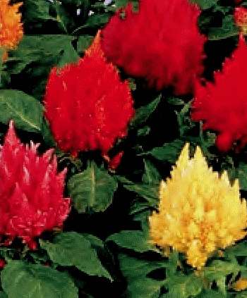 CELOSIA PLUMOSA NANA KIMONO MISCUGLIO GR.5