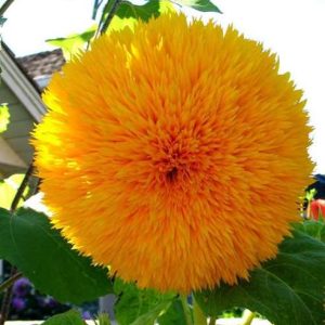 GIRASOLE GIG.DOPPIO SUNGOLD GR.50