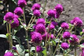 AMARANTINA GLOBOSA VIOLACEA NR.1000 SEMI