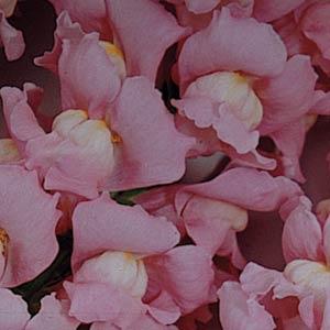 BOCCA DI LEONE / ANTIRRHINUM F1 MARYLAND TRUE PINK NR.1000 SEMI