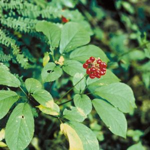GINSENG NR.2 SEMI