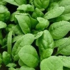 SPINACH ( SPINACH OLERACEA) GRETA F.1  KG 1