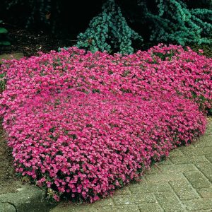 SAPONARIA DI ROCCIA NR.100 SEMI