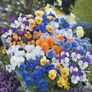 VIOLA CORNUTA FLORAL POWER MIX NR.1000