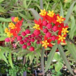 ASCLEPIAS CURASSAVICA SILKY RED 500 SEMI