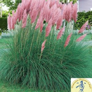 Cortaderia selloana, Pampas Plume rose c.s