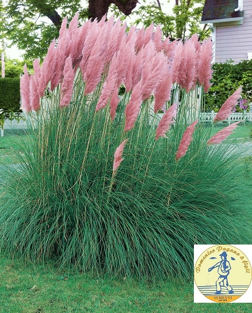 Cortaderia selloana, Pampas Plume rose c.s