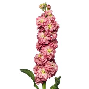 VIOLACCIOCCA STOX ROSA ANTICO NR.1000 SEMI