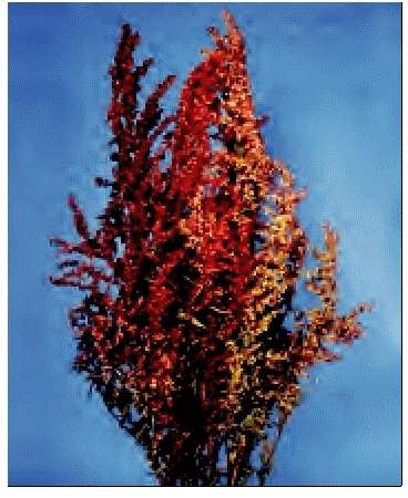 ATRIPLEX FOGLIE ROSSE GR.5