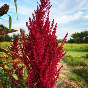 AMARANTO ROSSO GRANATO NR.200 SEMI