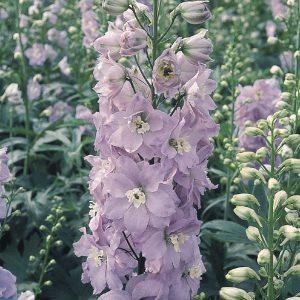DELPHINIUM GIGANTE PACIFIC ROSA LAVANDA NR.1000