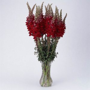 BOCCA DI LEONE / ANTIRRHINUM F1 POTOMAC ROSSO NR.1000 SEMI