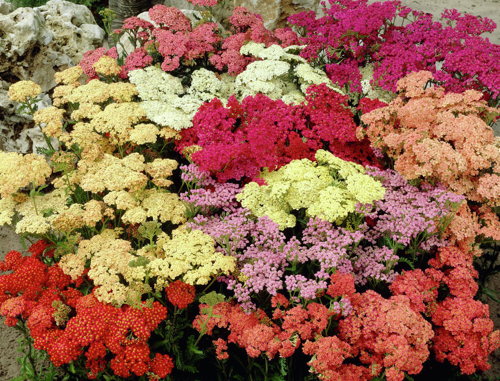 ACHILLEA HYB.F.2 SUMMER PASTEL NR.100 SEMI