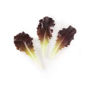 LETTUCE FOR CUTTING, BABY LEAF ( LACTUCA SATIVA) LOLLO ROSSA  KG 1