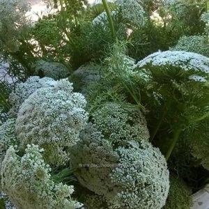 AMMI VERDE PASTELLO NR.100 SEMI