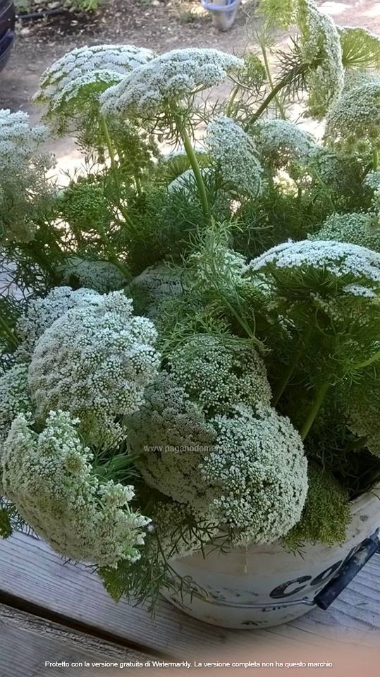 AMMI VERDE PASTELLO NR.100 SEMI