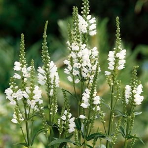 PHYSOSTEGIA BIANCO NR.20 SEMI