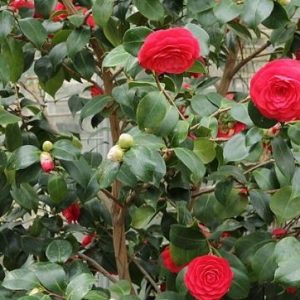 CAMELIA DEL GIAPPONE NR.3 SEMI