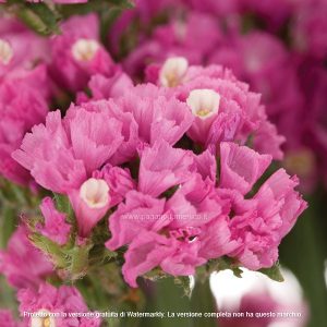 STATICE PACIFIC ROSA GR.50