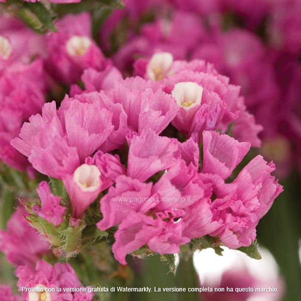 STATICE PACIFIC ROSA GR.50