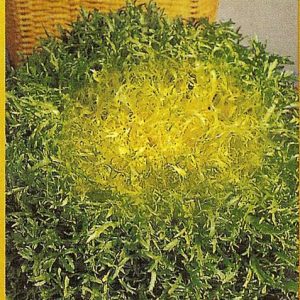 INDIVIA CAPELLINA GR.100