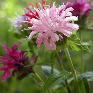 MONARDA DIDYMA MISCUGLIO NR.25 SEMI