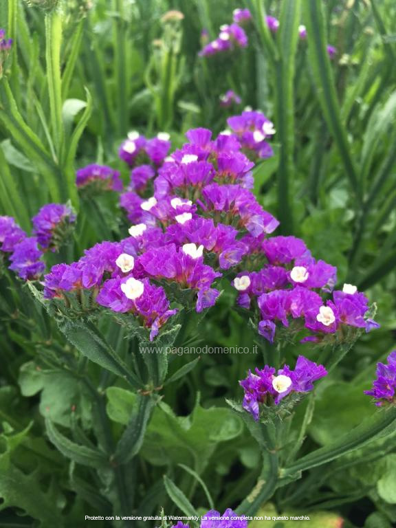 STATICE PACIFIC PORPORA GR.25