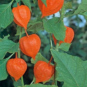 PHYSALIS ALKEKENGI VAR.FRANCHETTI  - LANTERNA CINESE NR.50 SEMI