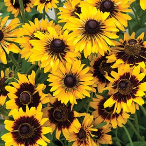 RUDBECKIA SPUTNIK NR.30 SEMI