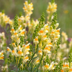 LINARIA GIALLO ARANCIO NR.50 SEMI
