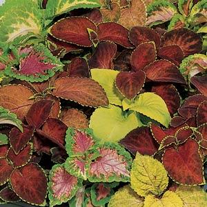 COLEUS WIZARD MISCUGLIO NR.1000 SEMI