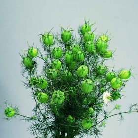 NIGELLA DAMASCENA GREEN POD NR.1000