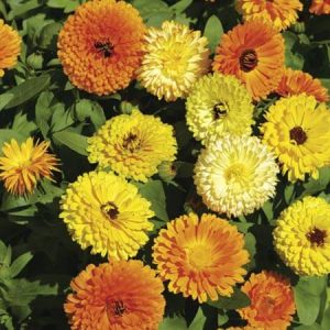 CALENDULA NANA FIESTA MISCUGLIO NR.300 SEMI