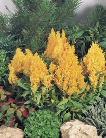 CELOSIA PLUMOSA FRESH GIALLO NR.1000 SEMI