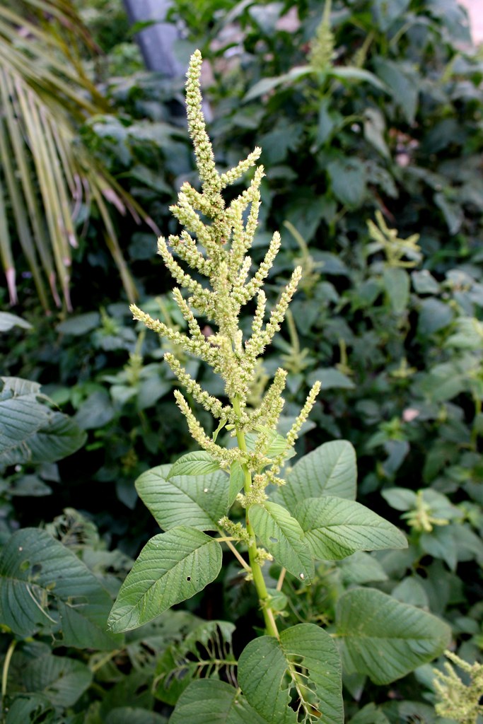 AMARANTO VIRIDIS NR.100 SEMI