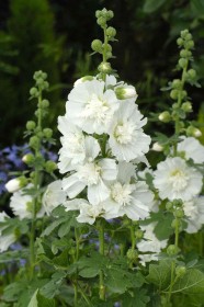 ALCEA NANA BIANCO NR.1000