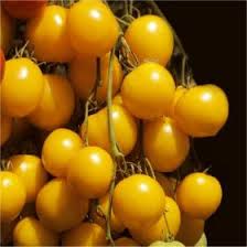 POMODORO GIALLO PONDEROSA GR.10