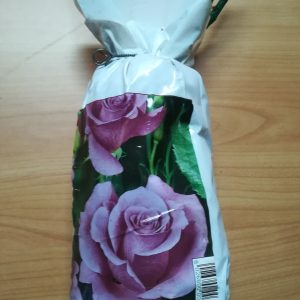 PIANTA DI ROSA A GRANDI FIORI COLORE MALVA A RADICE NUDA