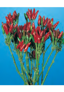 PEPERONCINO DATTERO SELEZIONE VESUVIO NR.100 SEMI